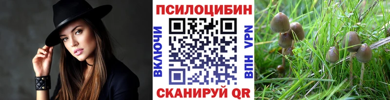 сколько стоит  Данков  Псилоцибиновые грибы Magic Shrooms 